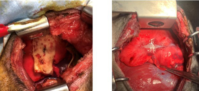 大動物肺気腫モデルの肺にbFGF徐放ゼラチンシートを貼付した肺胞再生の研究