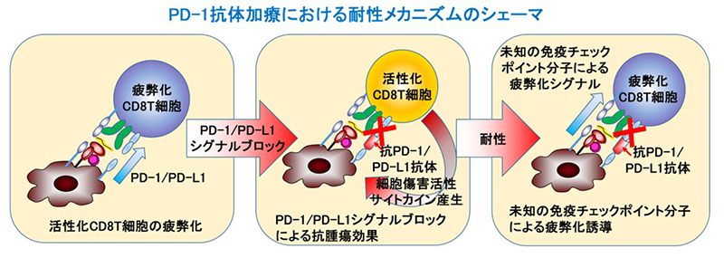 免疫チェックポイント分子